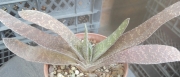 Гастерия хибрид (GASTERIA HYBRID)