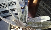 Гастерия хибрид (GASTERIA HYBRID)