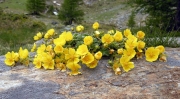 Геум (Geum montanum)