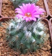 Гимнокактус Турбиникарпус (Gymnocactus viereckii)