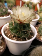 Гимнокалициум (Gymnocalycium)