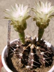 Гимнокалициум (Gymnocalycium mihanovichii)