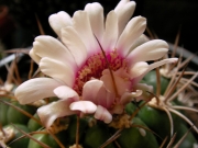 Гимнокалициум (Gymnocalycium)