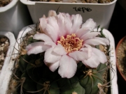 Гимнокалициум (Gymnocalycium)