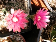 Гимнокалициум (Gymnocalycium)