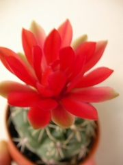 Гимнокалициум (Gymnocalycium baldanium)