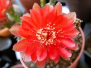 Гимнокалициум червен (Gymnocalycium baldanium)