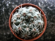 Гимнокалициум (Gymnocalycium baldanium)