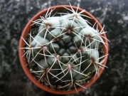 Гимнокалициум (Gymnocalycium baldanium)