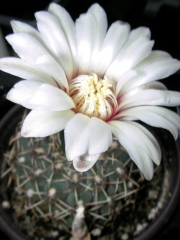 Гимнокалициум (Gymnocalycium bruchii)