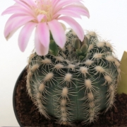 Гимнокалициум (Gymnocalycium bruchii)