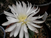 Гимнокалициум (Gymnocalycium denudatum)