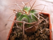 Гимнокалициум (Gymnocalycium guanchinense P 226)