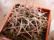 Гимнокалициум (Gymnocalycium guanchinense SB)