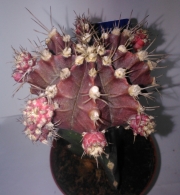 Гимнокалициум (Gymnocalycium mihanovichii)