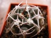 Гимнокалициум (Gymnocalycium mostii)