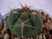 Гимнокалициум (Gymnocalycium sp.)