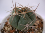 Гимнокалициум (Gymnocalycium sp.)