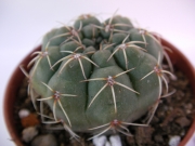 Гимнокалициум (Gymnocalycium sp.)
