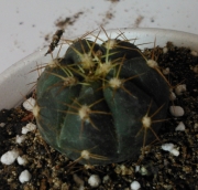 Гимнокалициум (Gymnocalycium sp)