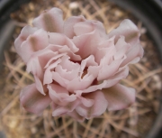 Гимнокалициум (Gymnocalycium spegassini P43B)