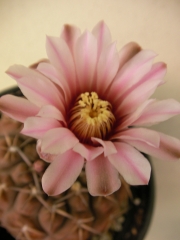 Гимнокалициум (Gymnocalycium stellatum, Gymnocalycium asterium)