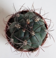 Гимнокалициум (Gymnocalycium zegarrae)