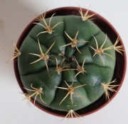 Гимнокалициум хорсти (Gymnocalycium horstii var. buenekeri)