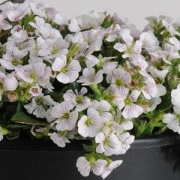 Гипсофила (Gypsophila Pixie Splash)