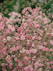 Гипсофила паникулата розова (Gypsophila Paniculata)