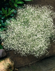 Гипсофила (Gypsophila Paniculata)