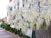 Глициния, вистерия, бяла (Wisteria sinensis ALBA)