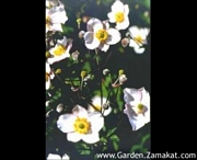 Анемоне Японика, бяло (Anemone Japonica)
