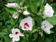 Градински хибискус бял (Hibiscus)