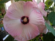 Градински хибискус Луна (Hibiscus moscheutos Luna Pink Swirl)