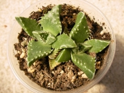 Грапава Фаукария (Faucaria subitengra)