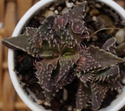 Грапава Фаукария (Faucaria subitengra)