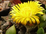 Грапава Фаукария (Faucaria tuberculosa)
