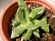 Грапава Фаукария (Faucaria tuberculosa)