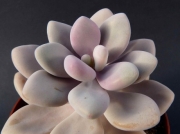Граптопеталум (Graptopetalum amethystinum)