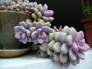 Граптопеталум (Graptopetalum amethystinum)