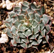 Граптопеталум (Graptopetalum cv Silverstar)