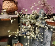Граптопеталум (GRAPTOPETALUM MENDOZAE)