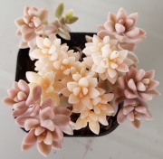 Граптопеталум (Graptopetalum Mendozae mirinae variegata)