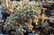 Граптопеталум (Graptopetalum pachyphyllum blackberry)