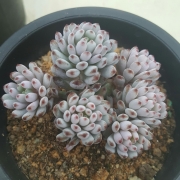 Граптопеталум (Graptopetalum pachyphyllum blue beans)