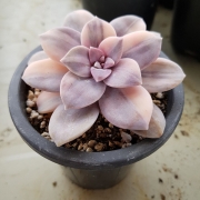 Граптопеталум (Graptopetalum superbum variegated)