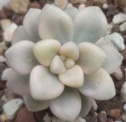 Граптопеталум мендозае вариегата (GRAPTOPETALUM MENDOZAE VARIEGATA)