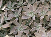 Граптопеталум парагвайски (Graptopetalum paraguayense, Ghost plant)