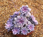 Граптопеталум пентадрум супербум (Graptopetalum pentadrum superbum)